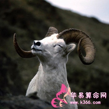 2003年属羊的人2023年运程
