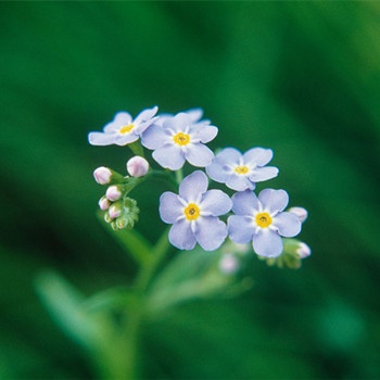 射手座面对子女要求整容的态度(图文)