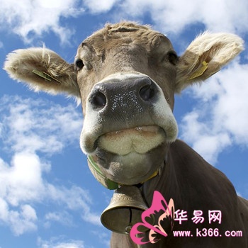 梦境解析,梦见许多被吊起的牛 梦境解析,梦见许多被吊起的牛