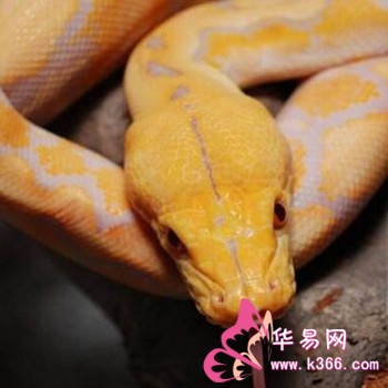 周公解梦大全,梦见超级大蟒蛇袭击别人的深层含义与预兆 周公解梦大全,梦见超级大蟒蛇袭击别人的深层含义与预兆