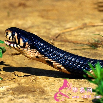 梦见一条长蛇，周公解梦的深层寓意与心理解析