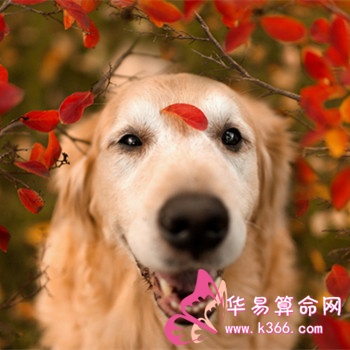 梦周公解梦，被狗咬的梦境寓意与心理解析