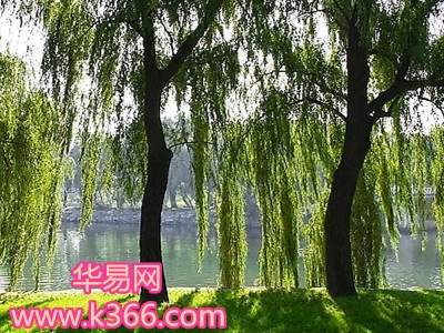 梦见柳树图片