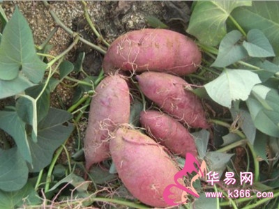 地瓜什么时候有的 a72ee29065f37ea85f4a9e736ce2c405.jpg