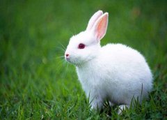第一运势：2023年属兔人的全年运程 属兔2023年运势