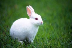 生肖女兔的婚姻和命运你知道吗？