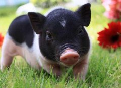 属猪出生在丑时的命运分析，这个时辰出生好吗？