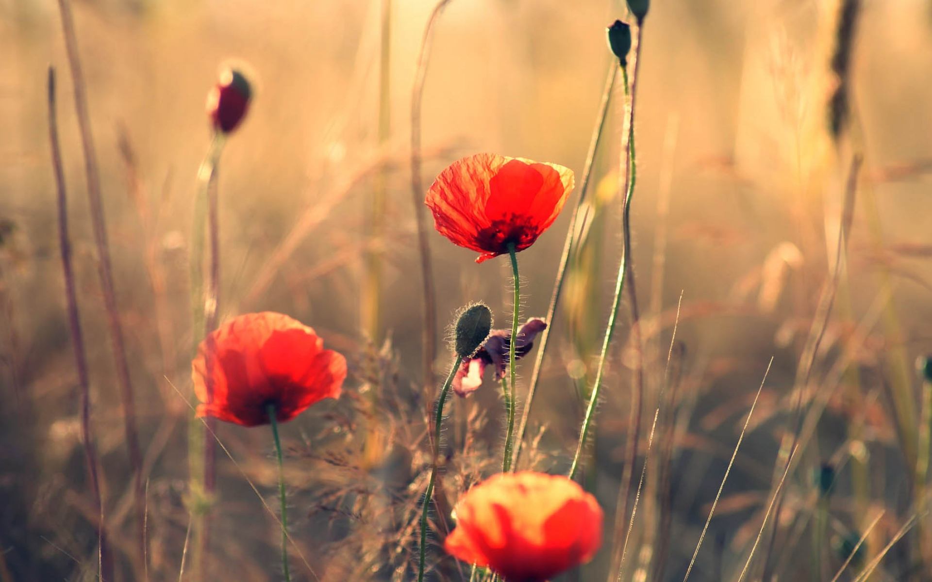 三月十七什么星座 7-1Z52G6422c13.jpg