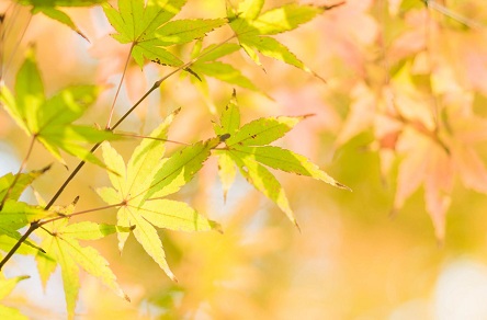 八月十三日出生好不好 3-1ZH2113P9629.jpg