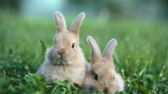 属兔的人最不适宜养什么宠物？
