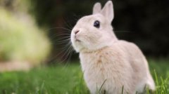 1987年出生的属兔人忌讳什么颜色？