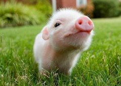 属猪过年出生的人是什么命，属猪正月初一出生的命