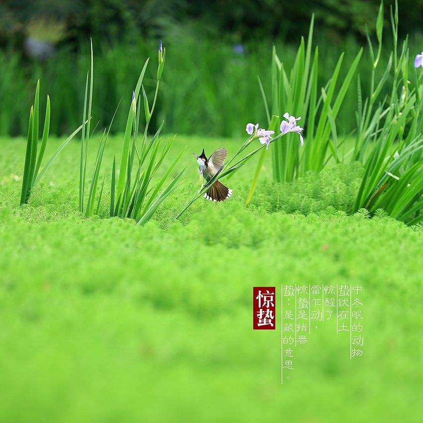 惊蛰节气有什么含义?代表什么?