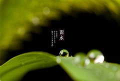 雨水节气出生的属狗人命运解析，属