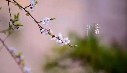 花和柳树打成语是什么_柳树的花是什么样子