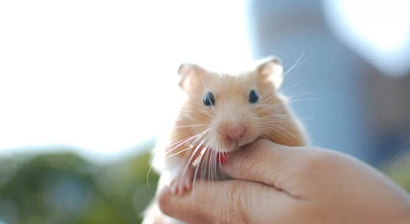 鼠是什么 18-2001211Z61R20.jpg