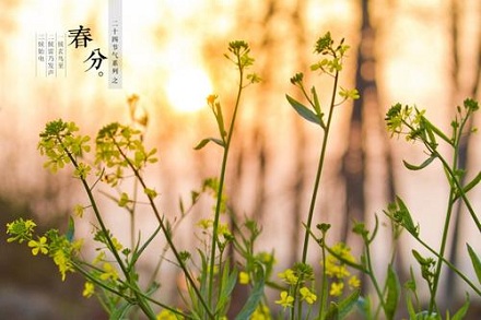 春分节是啥时候 3-20030211494c16.jpg