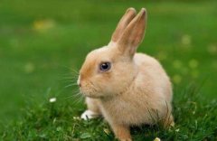 生肖兔的贵人是谁？生肖兔的贵人生肖属相有哪些？