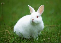 属兔的婚姻贵人是什么，是什么生肖