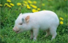 2007年出生属猪的天乙贵人是什么生肖