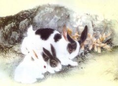 生肖兔的三合贵人是什么属相？是生肖兔事业和感情
