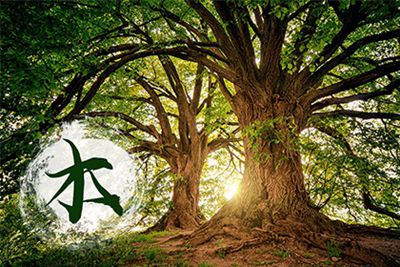 戊辰年的大林木命有什么,戊辰年大林木命详解