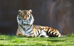 2022虎年爲什麽是虎(bai)百年？2022年虎跟別(de)的虎有什麽不同？