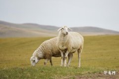 1979年属羊的转折年份是什么时候？