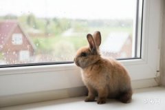 我属兔老公属兔可以在2023年本命年生孩子吗？
