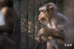 2023年属猴的虚岁多少？生肖猴的灾难