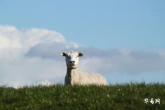 2023年属羊的戴什么可以转运？羊的风水吉祥物