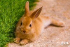 2023年农历十一月中有属兔人的装修吉日吗？是哪天？