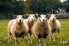79年属羊人在2023癸卯年会不会倒霉？