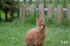 87属兔一生有几次婚姻，解密属兔人的婚姻命运