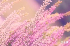 查找1998年虎的命運,屬虎人躲不過的孽緣