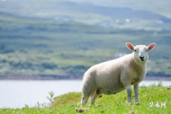 属羊的2023年农历几月动土盖房好？动