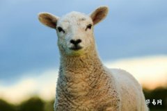 生肖属羊的2023年可以订婚吗？和谁订