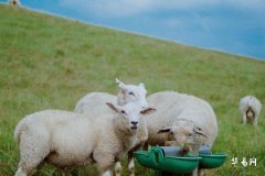 屬羊的2023年農歷七月運勢怎么樣 屬羊2023適合投資嗎