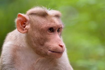2004年属猴的人出生文昌贵人是谁？