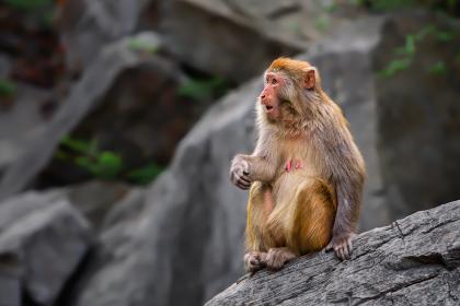 生肖猴的三合生肖属相是什么？2019年属猴人吉位在哪？