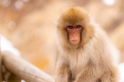 属猴的人有哪些优点和缺点？