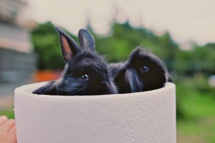 属兔正月初一春节出生的人命运好不好，属兔春节出生是什么命？