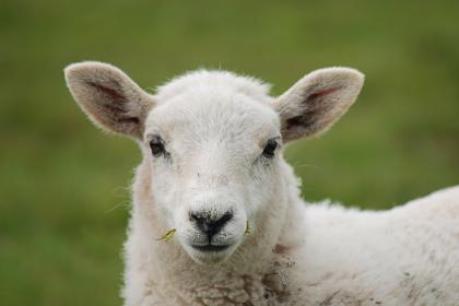 属羊春节正月初一出生的人是什么命，属羊春节出生好不好？