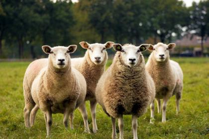 生肖属羊的人的守护神是谁？生肖守护神是什么？