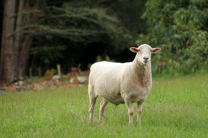 属羊的人怎样获得事业的成功？
