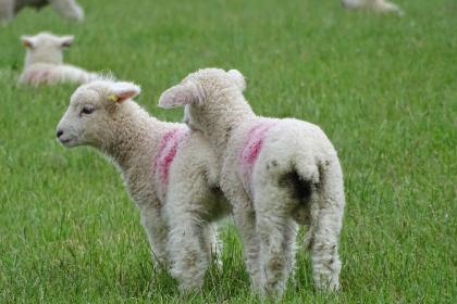 属羊的子时出生的命运怎么样？