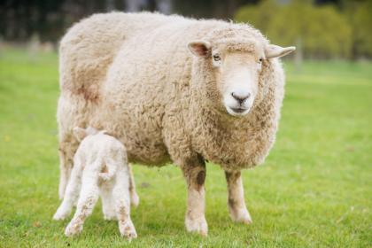1967年属羊的人2020年事业运如何？属羊2020年犯太岁吗？