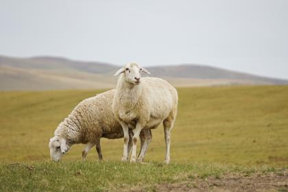 属羊的人雨水节气出生是什么命？命格好不好？