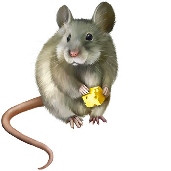 Image result for 屬鼠