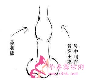 竹节鼻代表什么